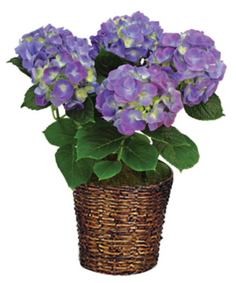 Blooming Hydrangea 8