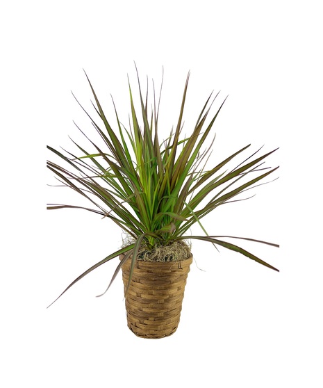 Dracaena Marginata