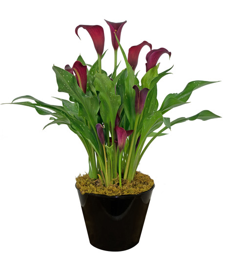 Calla Lily