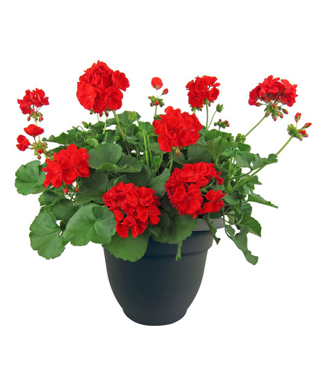 Geranium Patio Pot