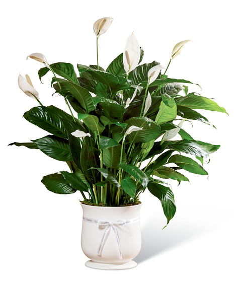 Green peace lily house plant with white flowers in a white ceramic planter tied with a white ribbon.