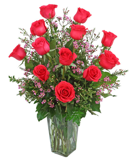 Hot Pink Roses