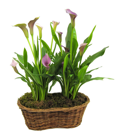 Double Calla Basket