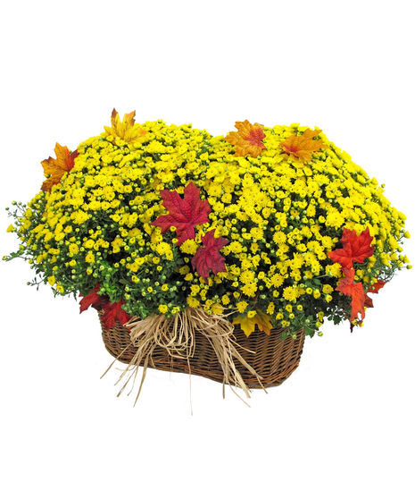 Blooming Plants