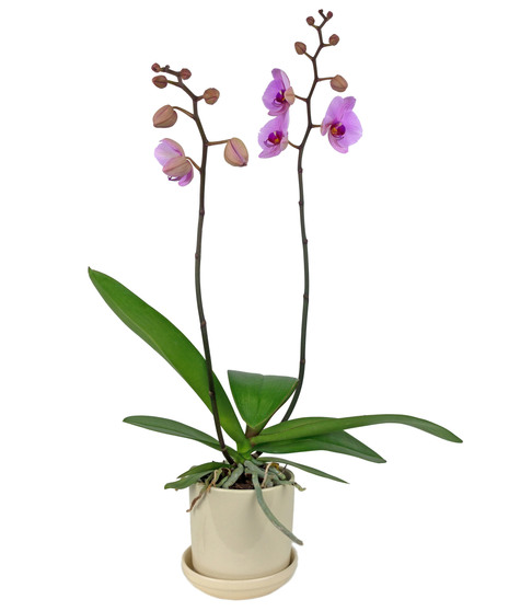 Lush Orchid