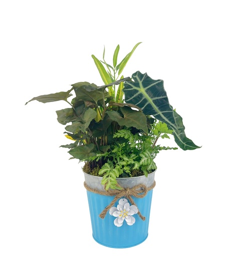 Green Plants in Blue Tin