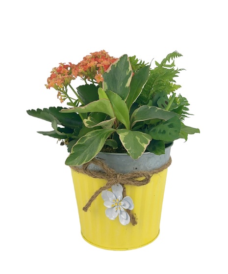 Green and Blooming Plants in Yellow Tin