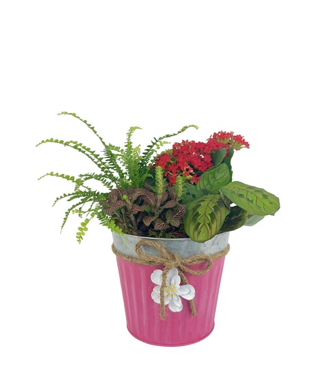 Green and Blooming Plants in Pink Tin