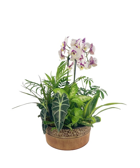 Dancing Orchid