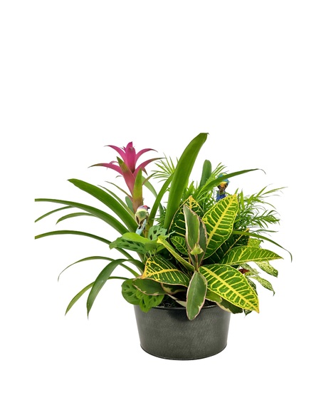 Sympathy Plants