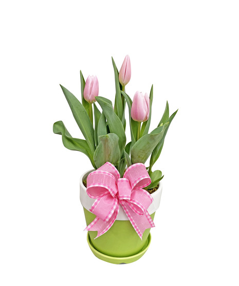 Bright & Blooming - Tulip