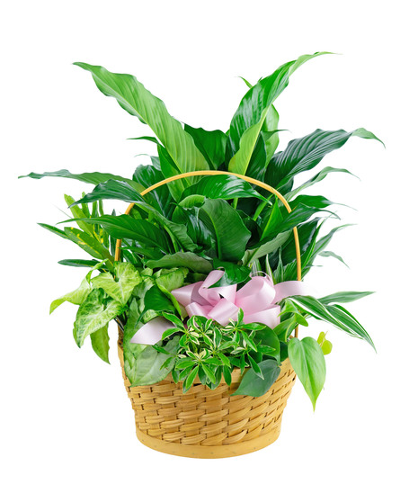 Loving Sentiments - Basket Planter
