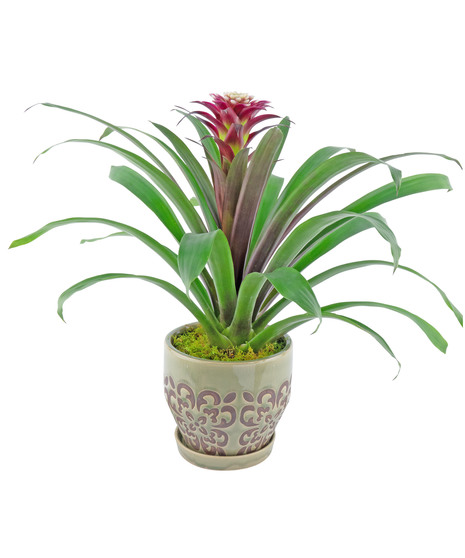 An unusual and attractive tropical plant that bring beauty indoors in any space. 