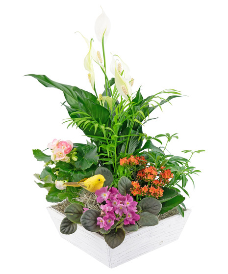 Timeless garden contains a variety of green and blooming plants in various colors. 