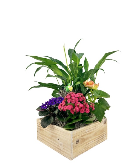 Timeless garden contains a variety of green and blooming plants in various colors. 