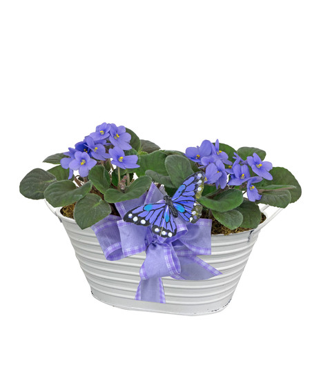 Twin Violets