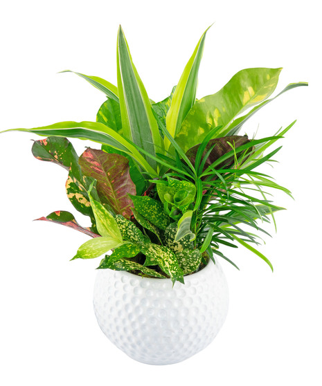Surprise your favorite sports nut and enjoy the benefits of green plants indoors. 