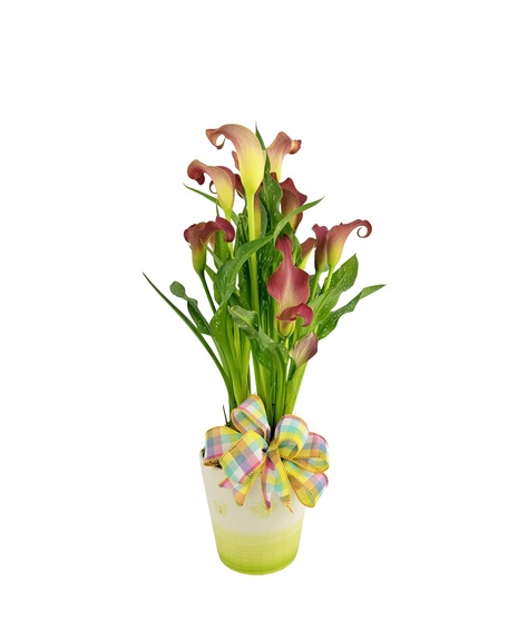 Potted Bulbs