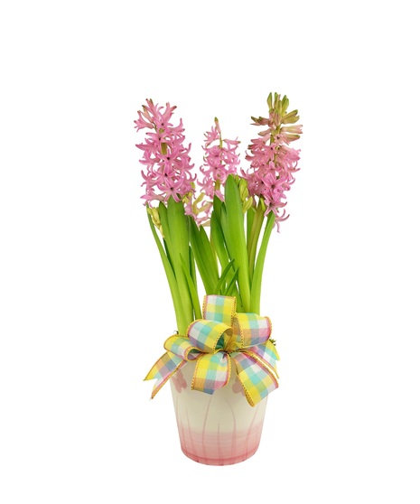 Blooming plants are a great gift for many occasions. 