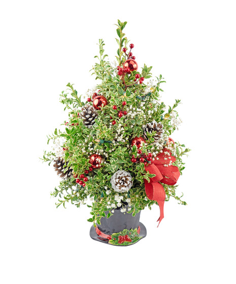 Boxwood Tree