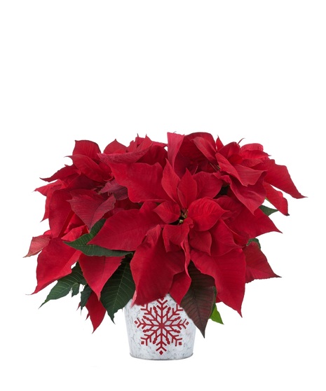 Happy Holidays Poinsettia
