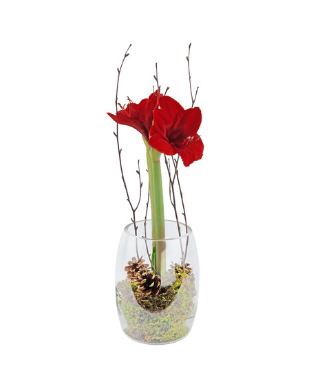 An elegant addition to any indoor space this holiday season. 