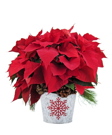 Holiday Cheer Poinsettia