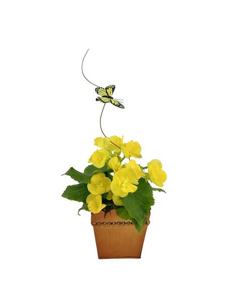 Beautiful blooming 4