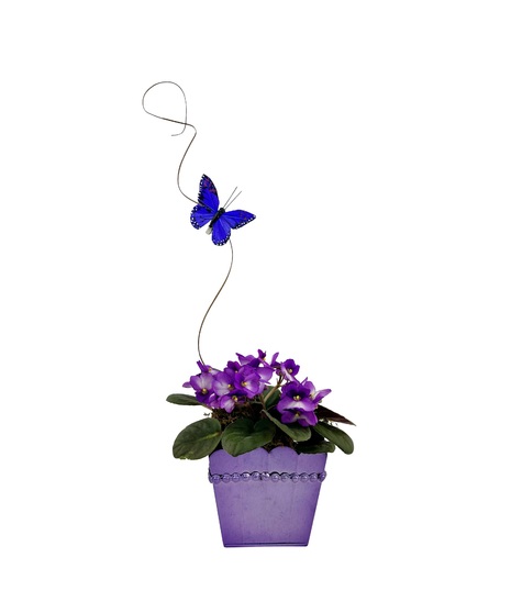 Beautiful blooming 4