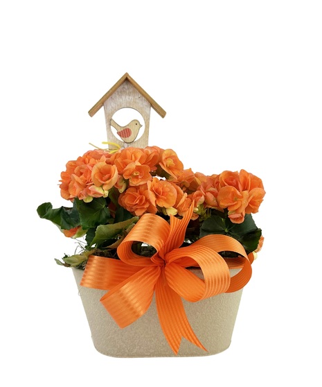 Double blooming plants in a cute tin with a birdhouse pick.