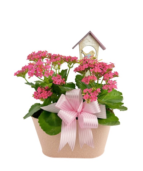 Blooming Bird Garden