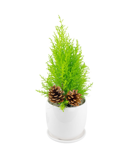 Feeling Pine