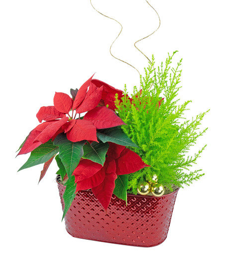Holiday Garden
