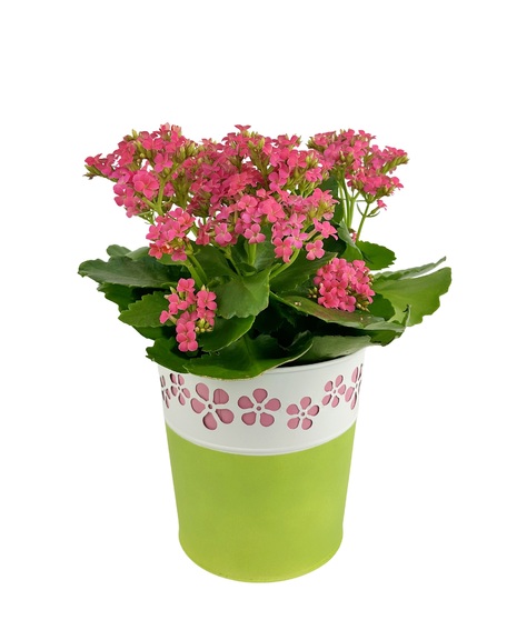 Bright Side blooming plant