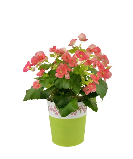 A lovely blooming plant in a decorative green and white tin.