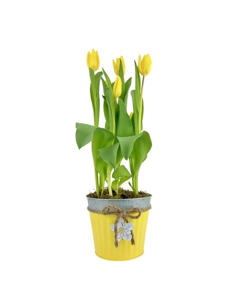Tulip in tin