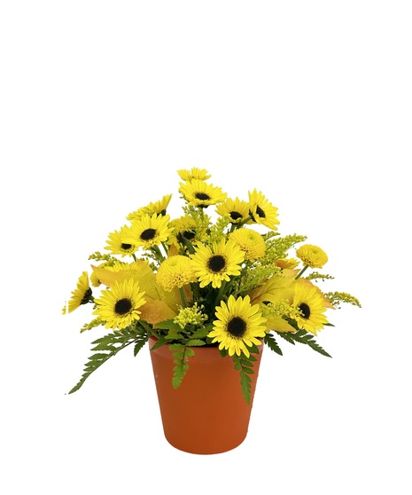 Red and orange daisies with yellow pomps
