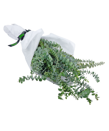 Create your own eucalyptus bundle to hang in the shower. 