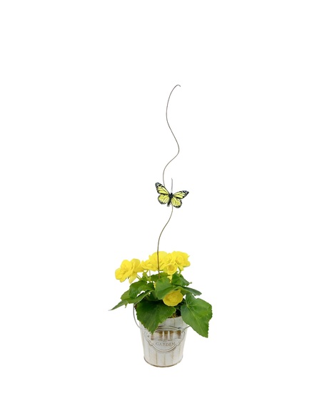 Small and sweet, a lasting plant in a variety of pretty colors. 