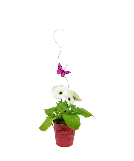 Small and sweet, a lasting plant in a variety of pretty colors. 
