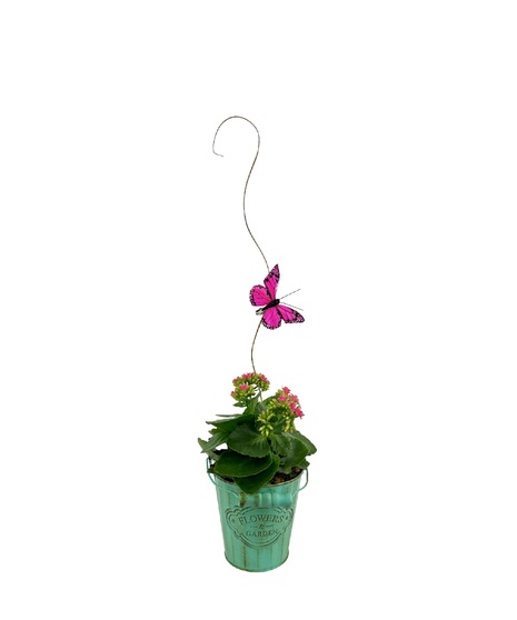 Small and sweet, a lasting plant in a variety of pretty colors. 