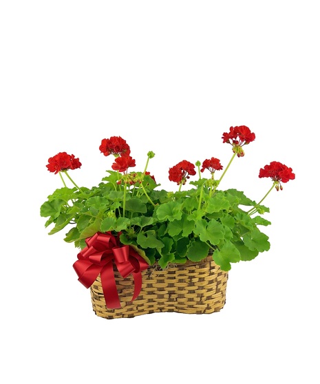 Double Stock Geranium Basket