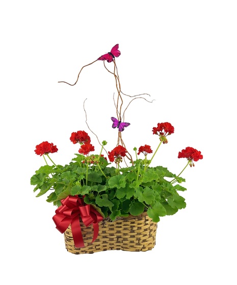 Double geraniums with lasting summer blooms.