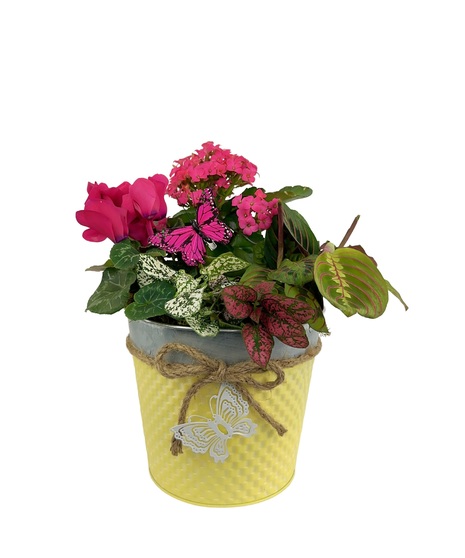 Blooming plants are a great gift for many occasions. 