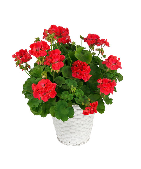 Stock Geranium Basket