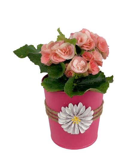 A long lasting plant in a variety of pretty colors. 