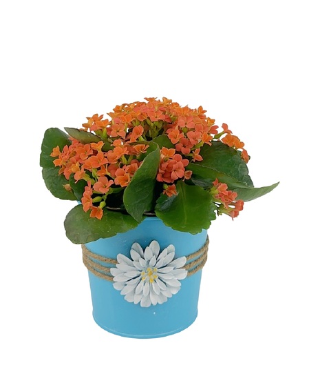 A long lasting plant in a variety of pretty colors. 