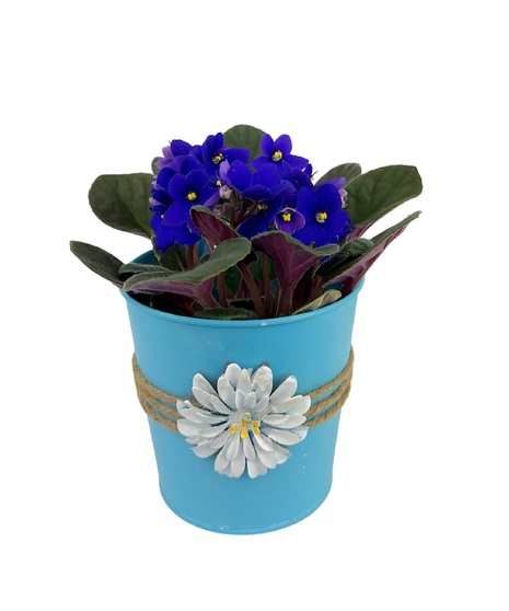 A long lasting plant in a variety of pretty colors. 