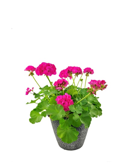 Pretty geraniums give you colorful blooms all summer.  The geraniums are currently available in red.