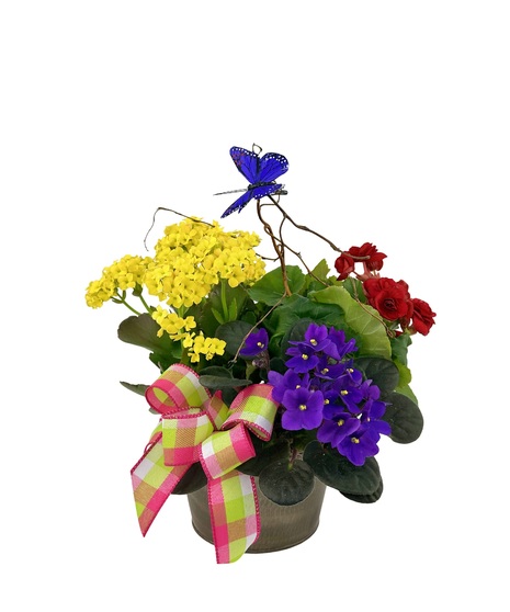 Blooming Garden